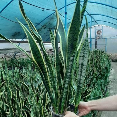 خرید گل و گلدان هدیه برای تبریک به شهردار