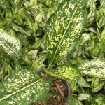خرید گل و گلدان هدیه برای تبریک خرید خانه