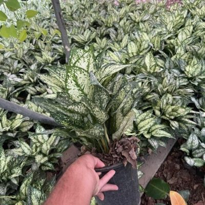 خرید گل و گلدان هدیه برای تبریک خرید ماشین