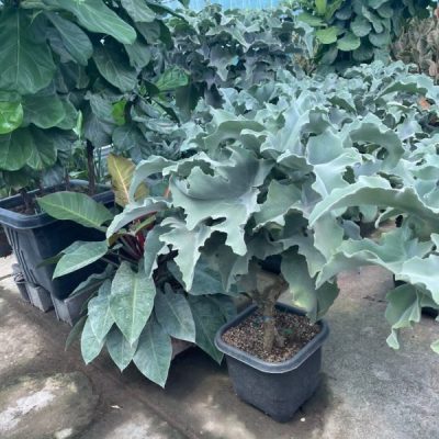 خرید گل و گلدان هدیه برای تبریک برای چپ‌دست‌ها