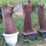 خرید گل و گلدان هدیه برای تشکر از قناد