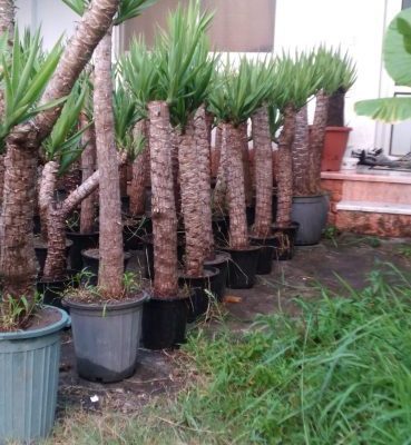 خرید گل و گلدان هدیه برای تشکر از قاضی