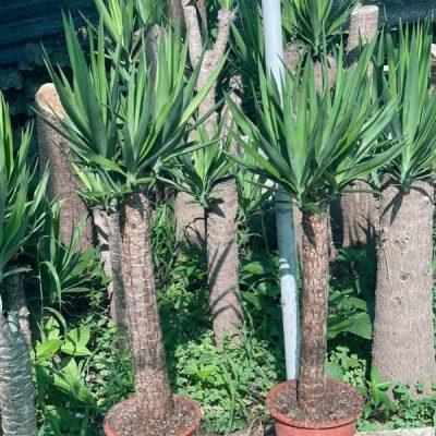 خرید گل و گلدان هدیه برای تشکر از فرماندار سابق