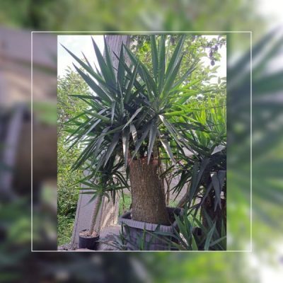 خرید گل و گلدان هدیه برای تشکر از فرزند