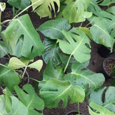 خرید گل و گلدان هدیه برای تشکر از عشقم بابت کادو