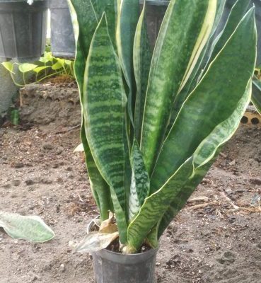 خرید گل و گلدان هدیه برای روز گرافیک