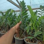 خرید گل و گلدان هدیه برای روز شهردار