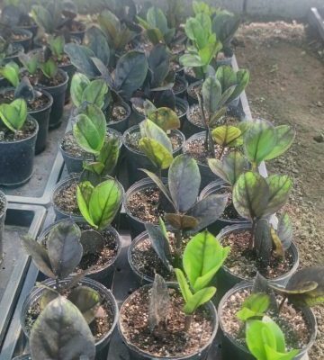 خرید گل و گلدان هدیه برای روز سرباز
