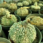 خرید گل و گلدان هدیه برای تبریک پایان پیش دبستانی