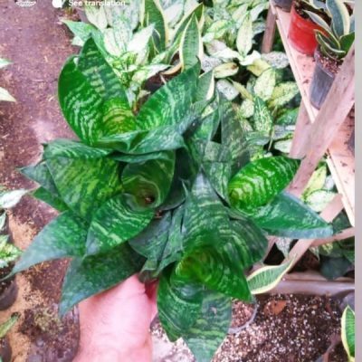 خرید گل و گلدان هدیه برای تشکر از همسر