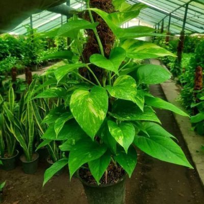 خرید گل و گلدان هدیه برای تبریک 13 بدر