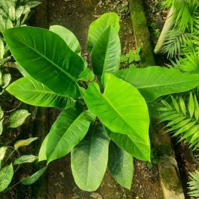 خرید گل و گلدان هدیه برای تبریک به نوه‌دار شدن