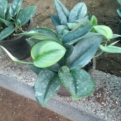 خرید گل و گلدان هدیه برای تشکر از طرح نور