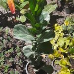 خرید گل و گلدان هدیه برای تشکر از شوهر خواهر
