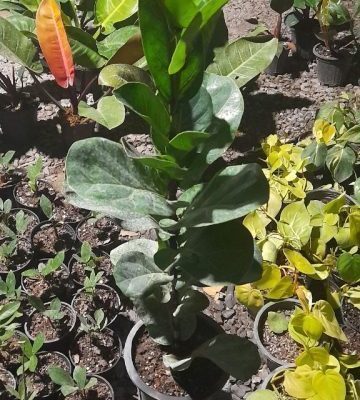 خرید گل و گلدان هدیه برای تشکر از شوهر خواهر
