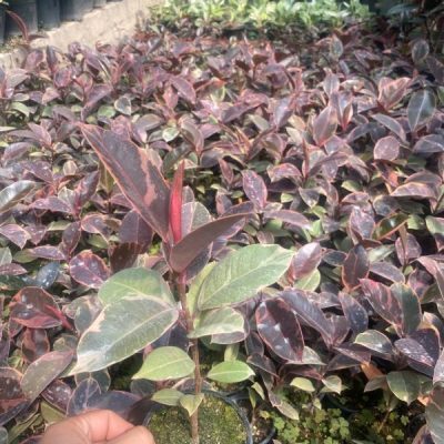 خرید گل و گلدان هدیه برای تشکر از سرایدار مدرسه