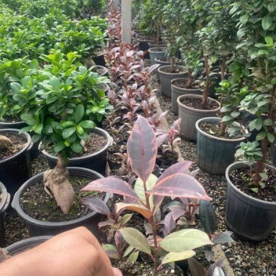 خرید گل و گلدان هدیه برای تشکر از سوغات