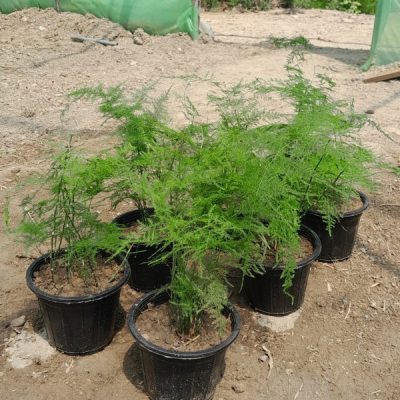 خرید گل و گلدان هدیه برای فوت مادربزرگ