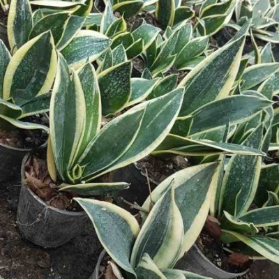 خرید گل و گلدان هدیه برای تشکر از سورپرایز تولد