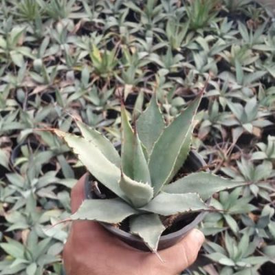 خرید گل و گلدان هدیه برای نیمه شعبان