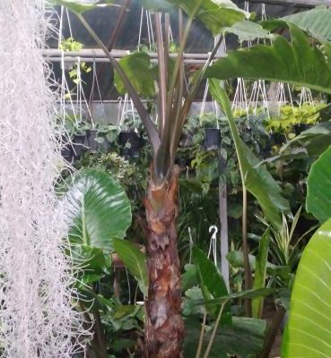 خرید گل و گلدان هدیه برای روز پسر ارزان