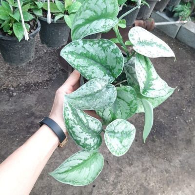 خرید گل و گلدان هدیه برای روز پسر بچه