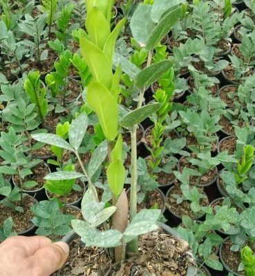 خرید گل و گلدان هدیه برای روز مرد