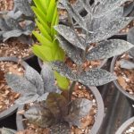 خرید گل و گلدان هدیه برای سن ۱۲ سال