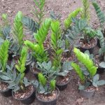 خرید گل و گلدان هدیه برای سرباز