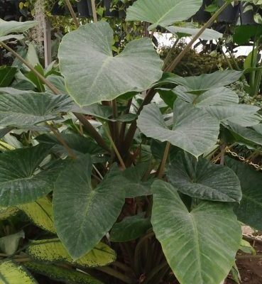 خرید گل و گلدان برای افطار