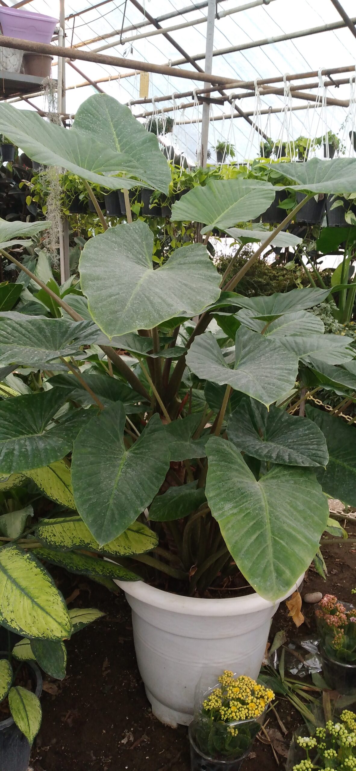 خرید گل و گلدان برای افطار
