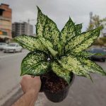 خرید گل و گلدان هدیه برای خرید هدیه روز پزشک