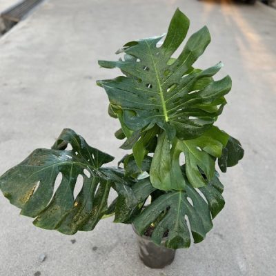 خرید گل و گلدان هدیه برای پسر 20 ساله