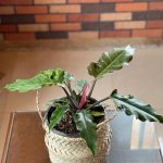 خرید گل و گلدان هدیه برای پسر 20 ساله ??