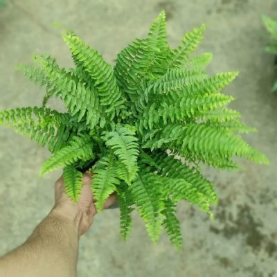 خرید گل و گلدان هدیه برای پدر و مادر