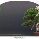 خرید گل و گلدان هدیه برای استقبال از مسافر