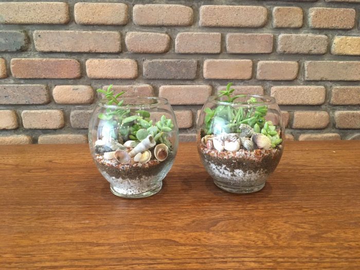 تراریوم خمره ای کوچک