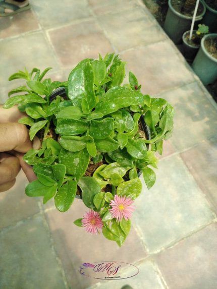 گل ناز یخی سایز متوسط