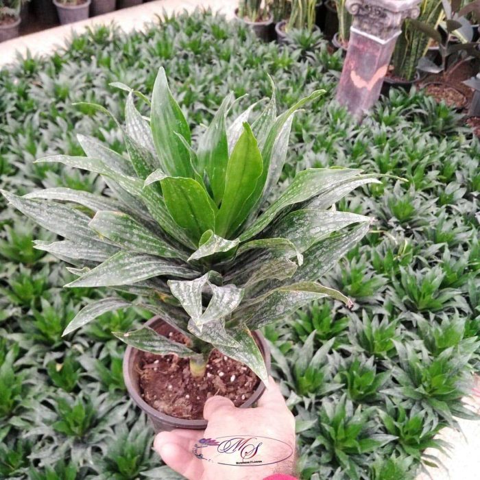 خرید دراسنا کامپکت