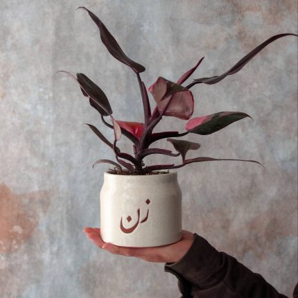 فیلودندرون پینک پرنسس با گلدون زن