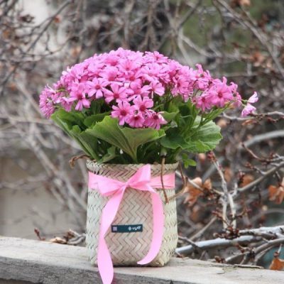 گلدان سینره صورتی همراه با گلدان حصیری
