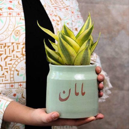 گیاه سانسوریا با گلدان سرامیکی مامان