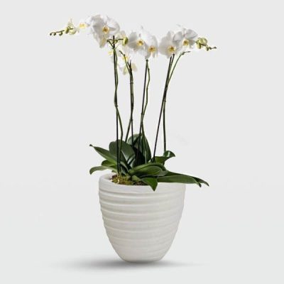 گل ارکیده بزرگ