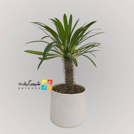نخل ماداگاسکار - سایز متوسط