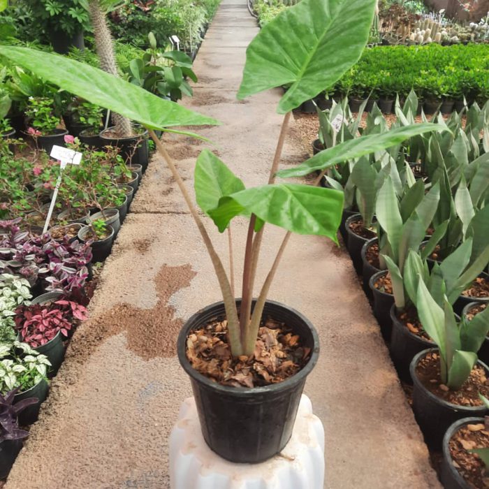 باباآدم