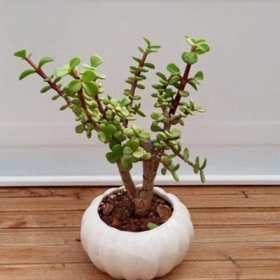 بن سای کراسولا درختی