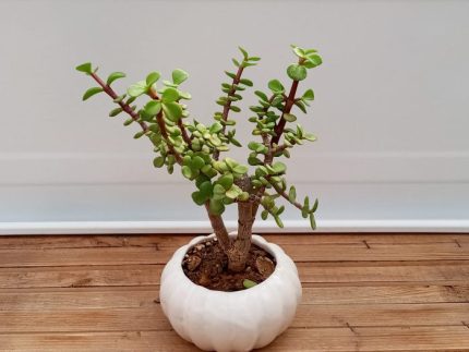بن سای کراسولا درختی