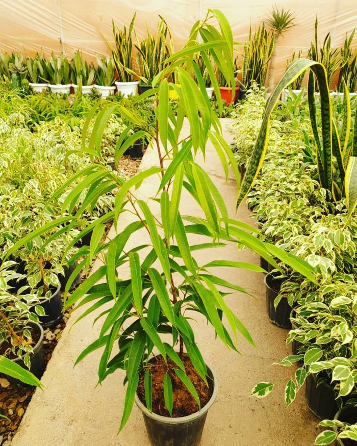 بنجامین آمستل