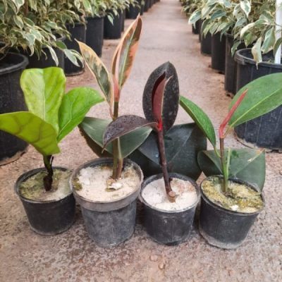 پک ۴ مدل قلمه فیکوس