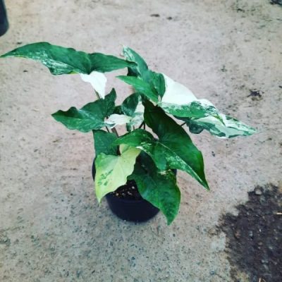 سینگونیوم ابلق